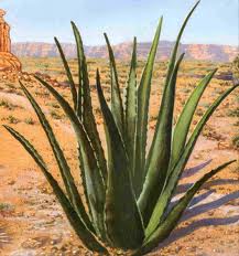 aloe vera grows in very dry and barren climates and is traditionally believed to have medicinal properties
