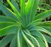aloe vera is known for its healing properties and is very effective in skin care and hygiene products