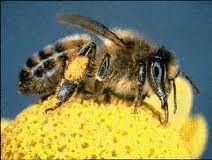 Bees collect pollen which sticks to their legs and is carried back to the hive, where it is used as a protein source necessary for nourishing the new generations