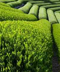 green tea plants are grown in rows that are pruned to produce shoots