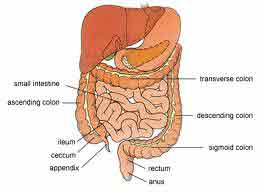 The digestive system is a complex series of organs and glands that processes food so that the body can use it to build and nourish cells and to provide energy