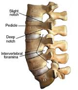In humans, the five vertebrae in the lumbar region of the back are the largest and strongest vertabrae in the movable part of the spinal column