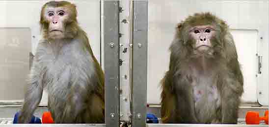 Longevity research on monkeys in double bind study with one on calorie restricted diet and the other on normal diet Longevity research on monkeys in double bind study with one on calorie restricted diet and the other on normal diet