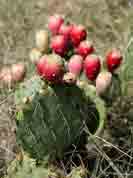 Prickly pear extract has powerful antioxidant and diuretic properties