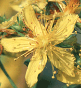 St Johns Wort is used as a natural anti-depressant