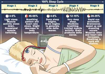 This chart shows the sleep cyle with the different stges of sleep and explains eat one and how it helps the body recuperate after a day of work