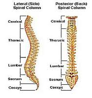 The spinal column, backbone or spine consists of 24 articulating vertebrae and 9 fused vertebrae in the sacrum and coccyx or tailbone
