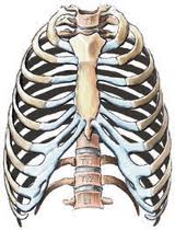 The ribs connect to the thoracic vertebrae, which is located in the chest area and contains 12 vertebrae. 