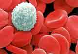 white blood cell amongst red - zinc helps produce and trigger certain white blood cells (T-cells) which fight off infections. 
