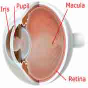 This is a cross section of the human eye showing the macular, retina, pupil and iris This is a cross section of the human eye showing the macular, retina, pupil and iris