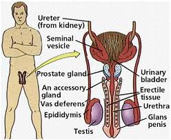 Zinc affects sperm count, regulates  testosterone levels and sex drive as well as being a component of the prostate gland and semen