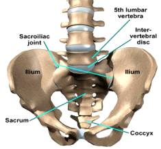The sacral region (sacrum) is at the lower end of the spine between the fifth vertabrae (L5) and the coccyx or tailbone. The sacral region (sacrum) is at the lower end of the spine between the fifth vertabrae (L5) and the coccyx or tailbone.