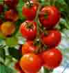 tomatoes are rich in Vitamin C which it is belieed protect the blood vessels in the eye and reduce the risk of cataracts